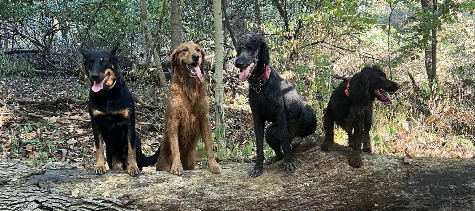 Four dogs are sitting on a dirt path in the woods.