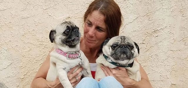 sheepadoodle puppy finder