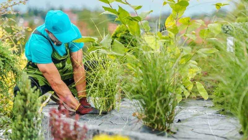 Gardener in a turquoise shirt trimming plants beside a pond with lush greenery