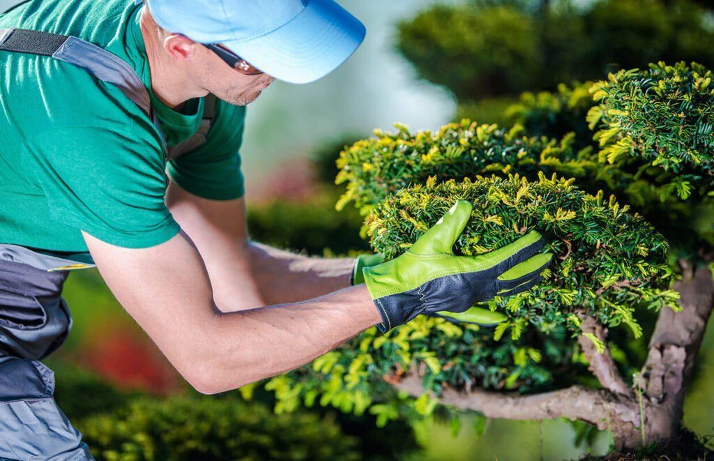 Gardener in green shirt and blue cap trimming a bonsai tree with gloves in a garden