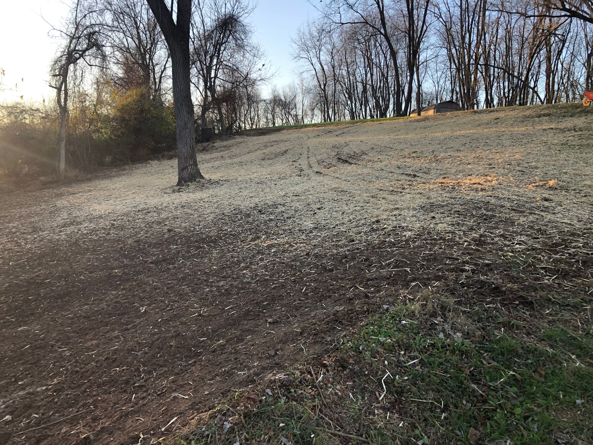 Leaf-covered hillside with bare trees in winter light and a patch of grass in the foreground
