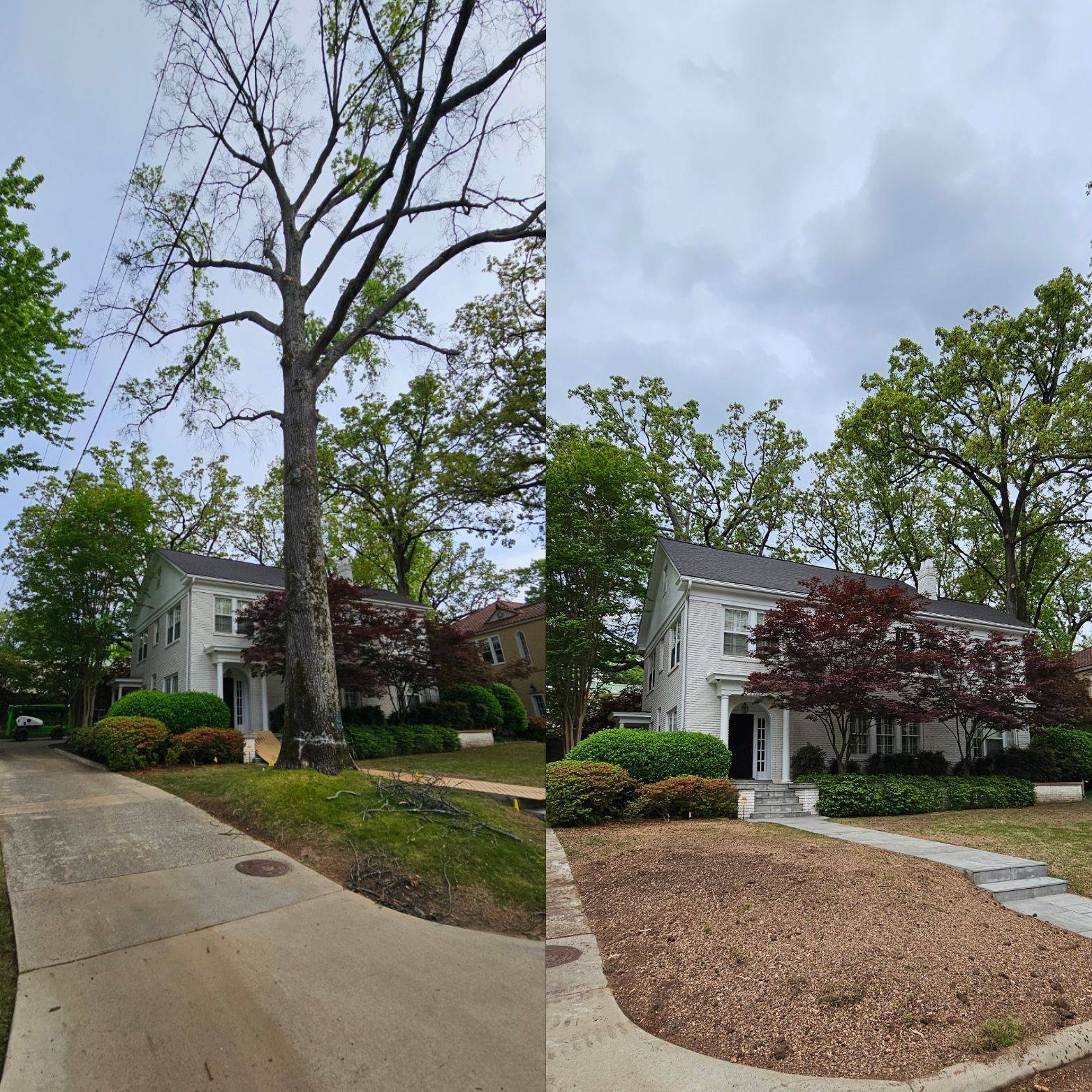 A house before and after tree trimming. Left: tall tree. Right: trimmed tree and brown ground cover.