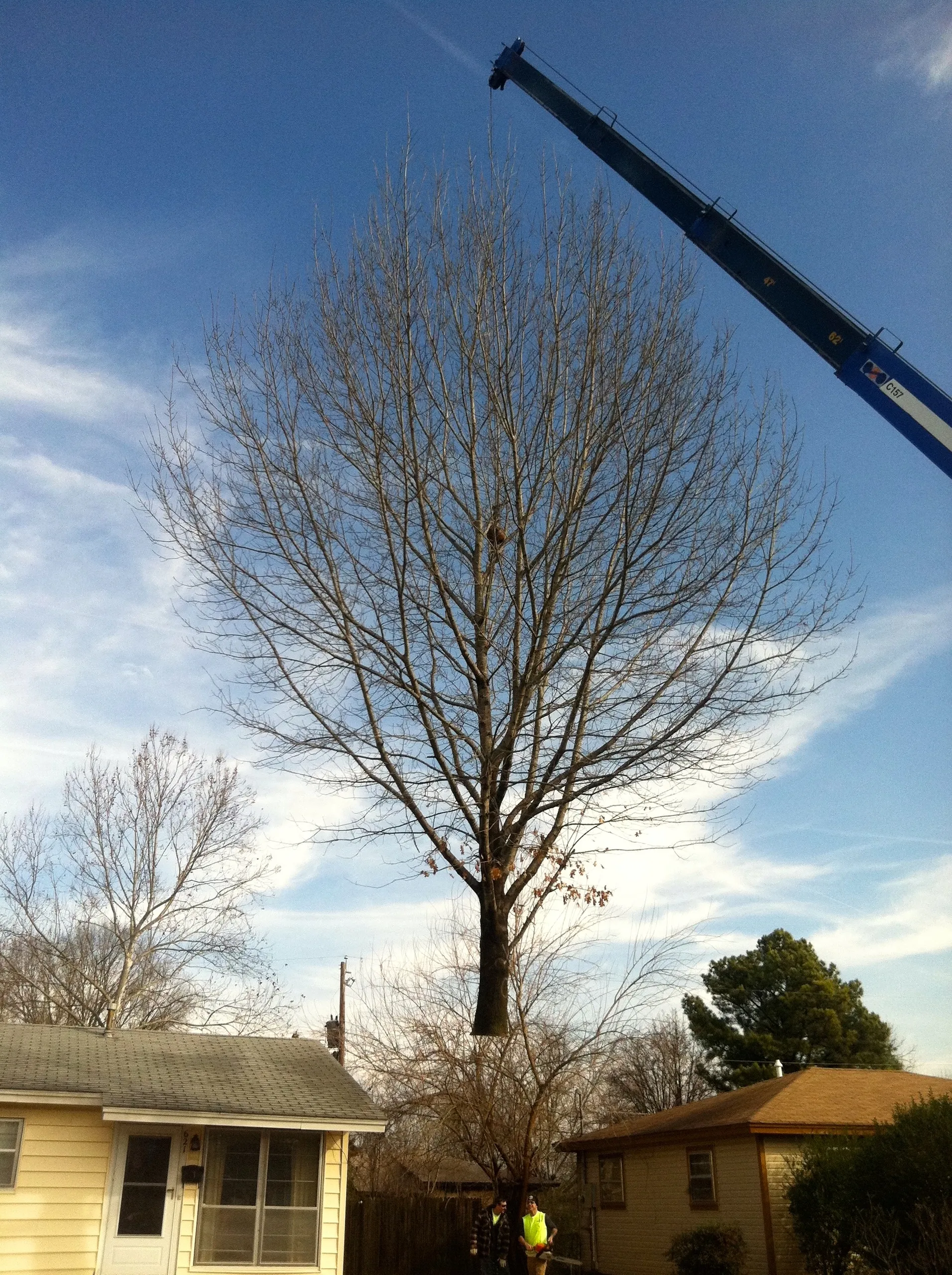 Tree being trimmed by a crane above houses under a cloudy sky.