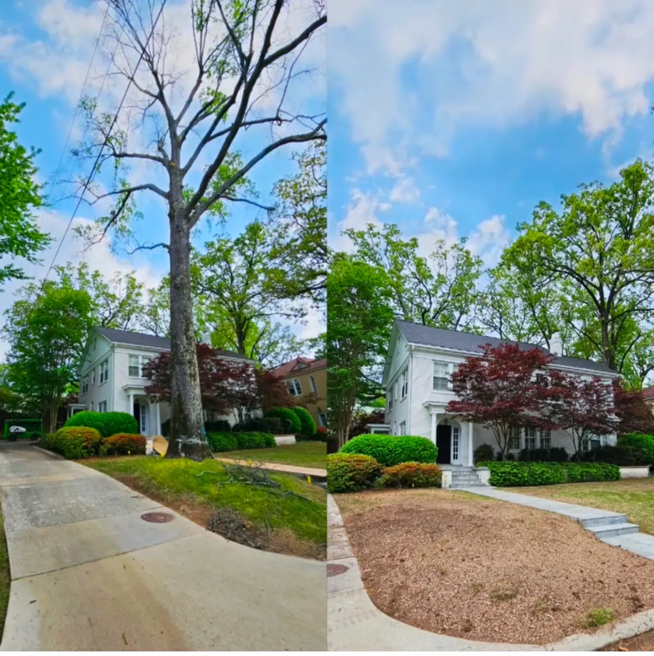 Before and after: white house with dead tree replaced by mulch, fresh landscaping and a small red tree.