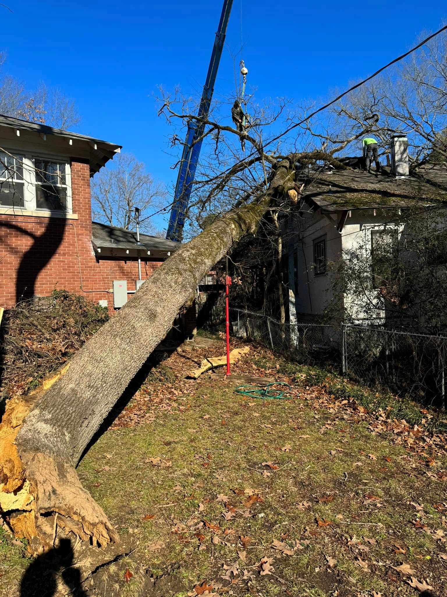 Fallen tree on a house, damaging roof and power lines. Brown trunk, green grass, blue sky.