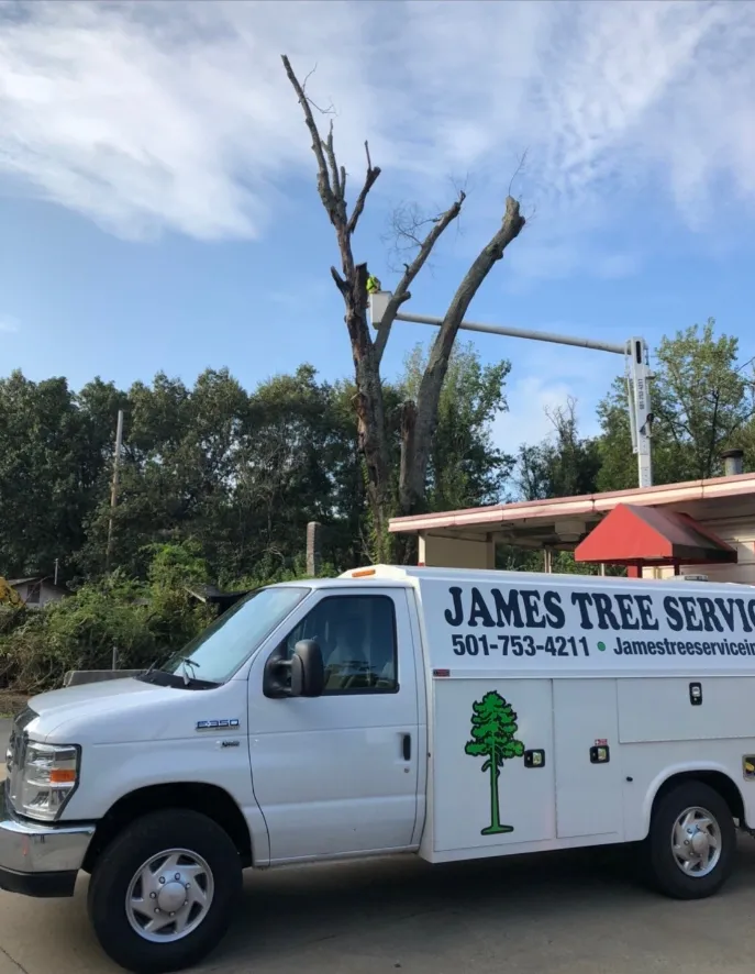 White James Tree Service van parked with a tree being trimmed in the background under a blue sky.