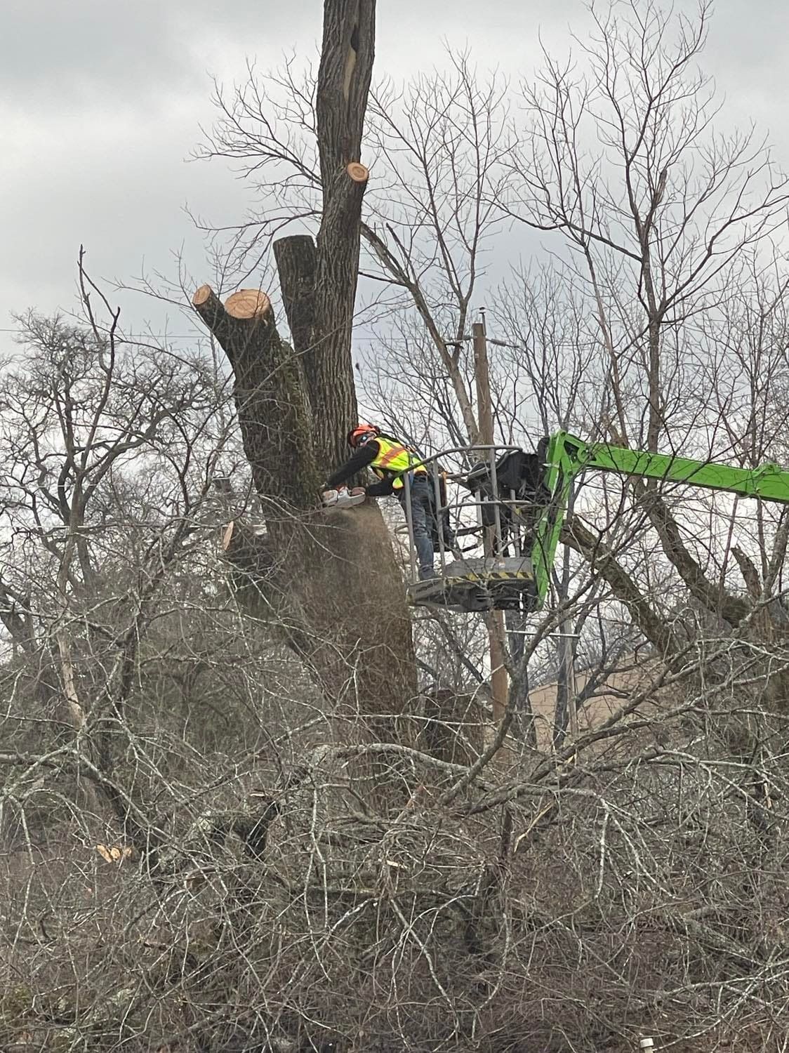A tree being trimmed by a worker in a lift. The worker wears a helmet and safety gear.