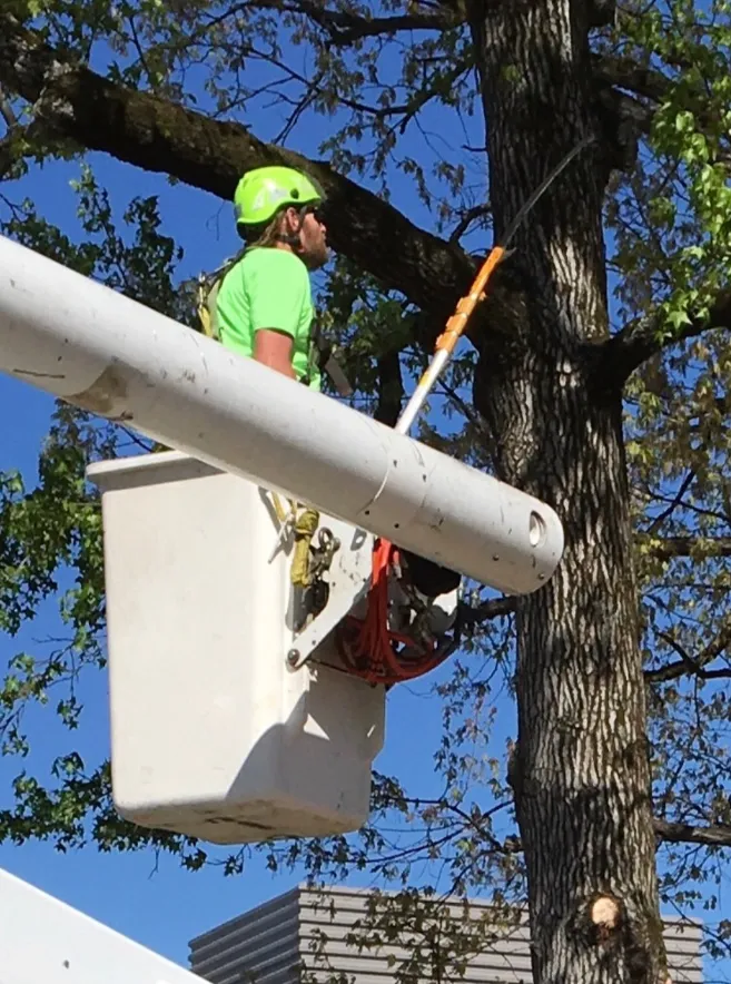 Tree worker in a bucket truck trimming tree branches with a pole saw.