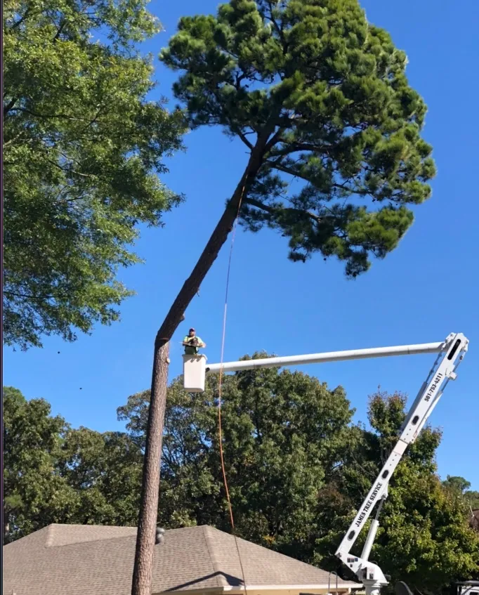 Tree trimming: A worker in a lift prunes a tall pine tree near a house under a bright blue sky.