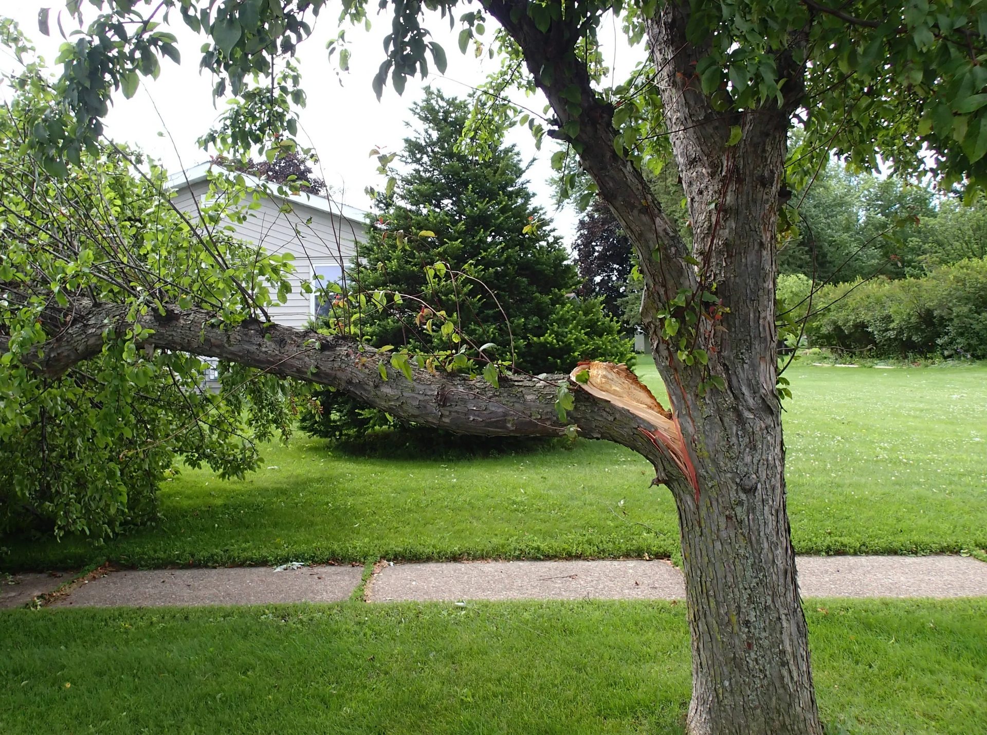 A tree with a broken branch over a green lawn, next to a sidewalk and a house in the background.