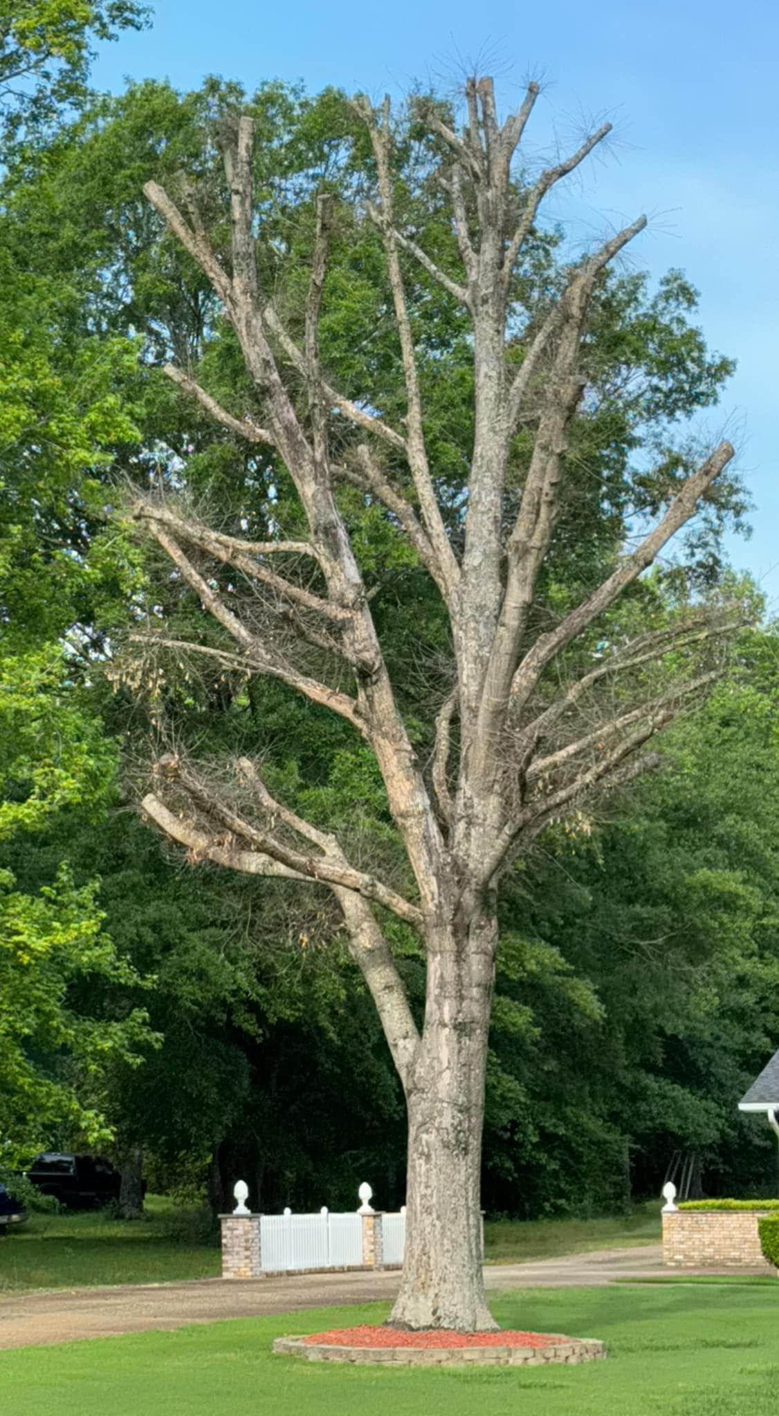 A leafless tree stands in a yard with a green background. The sky is blue.