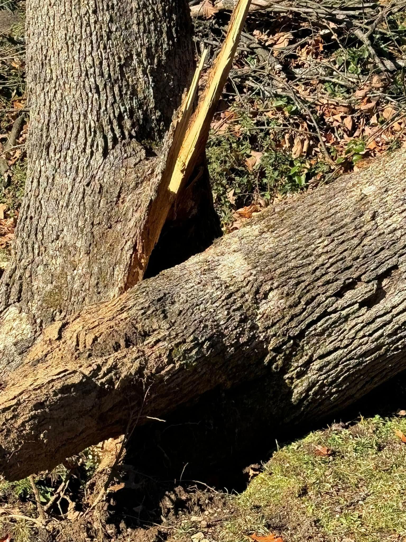A fallen tree trunk with a split, brown bark, lying in a forest setting.