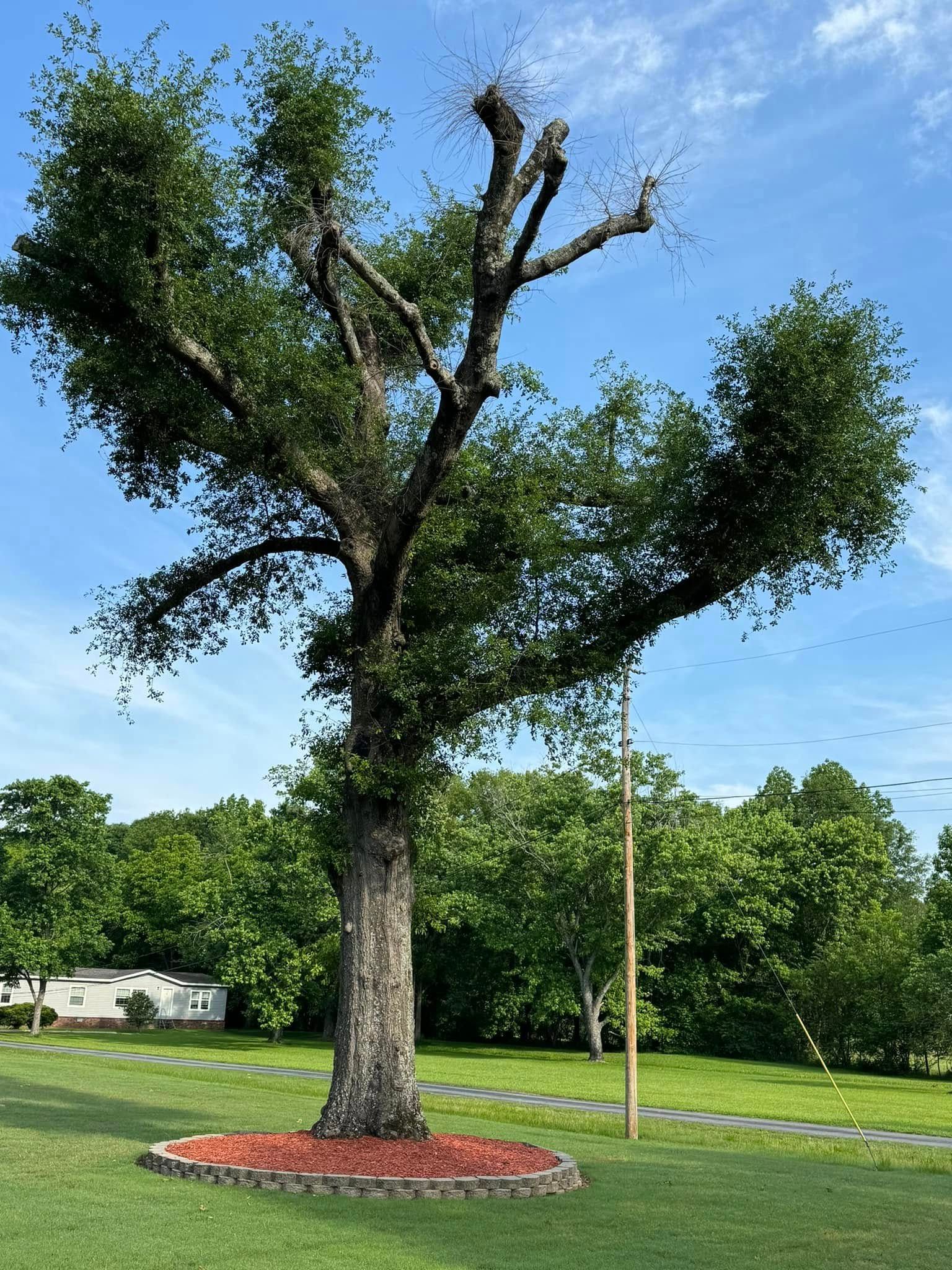 A large tree with chopped branches, surrounded by green grass and a mulch bed, against a blue sky.