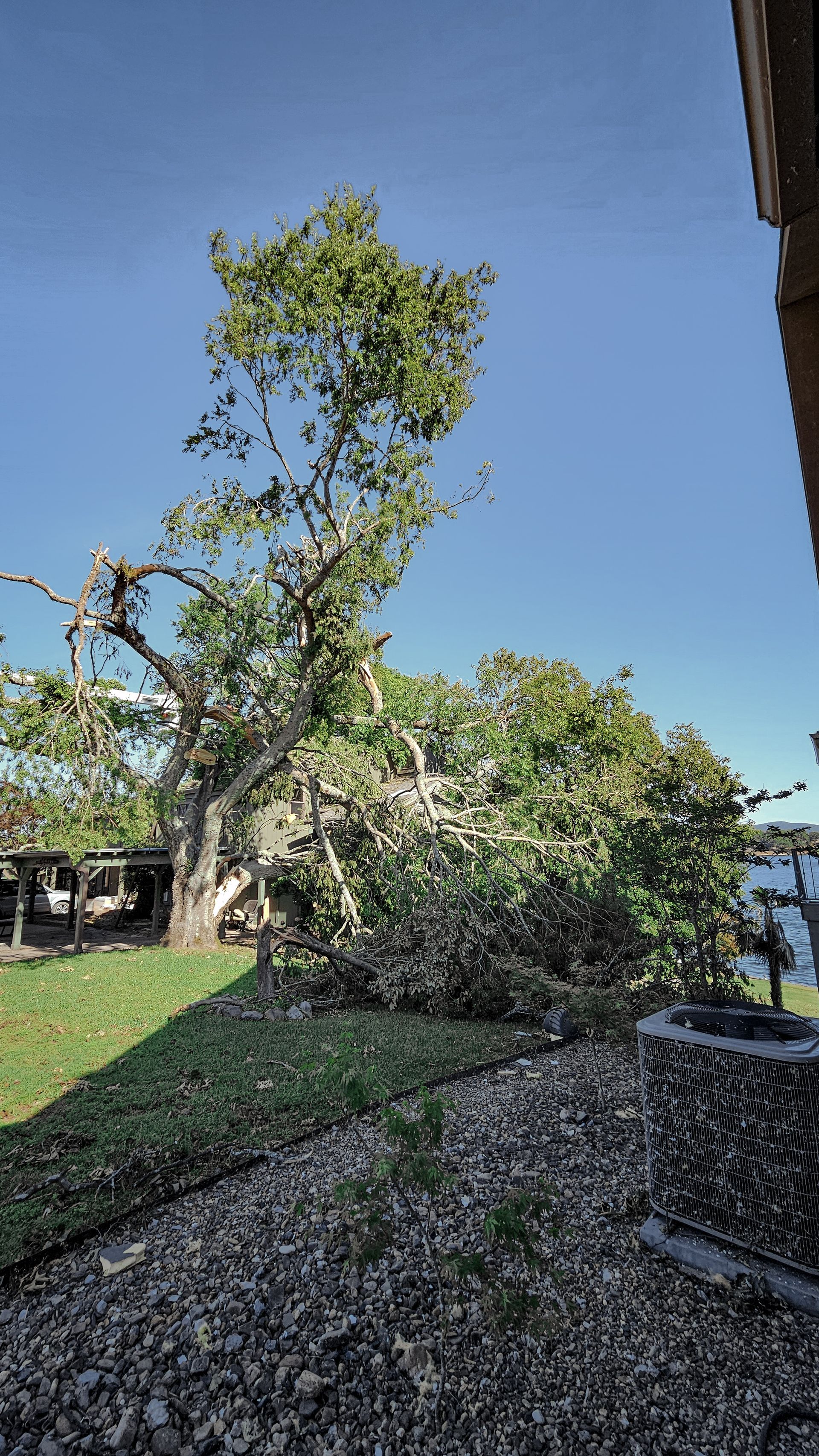 Large tree with green leaves and broken branches on a lawn, next to a building. Clear blue sky.