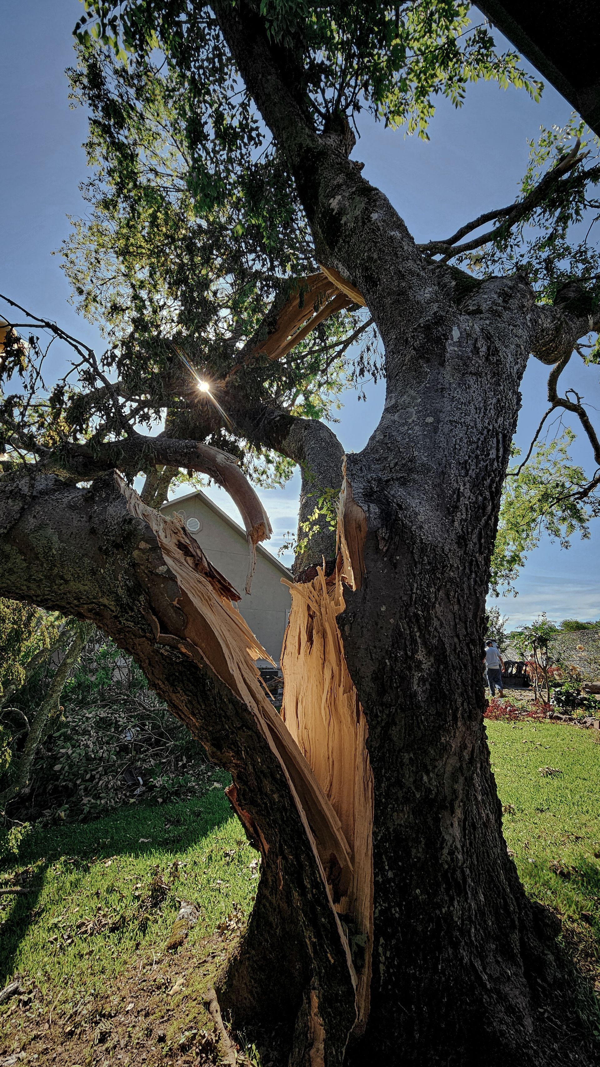 A large tree with a split trunk, sunlight shining through its leaves.