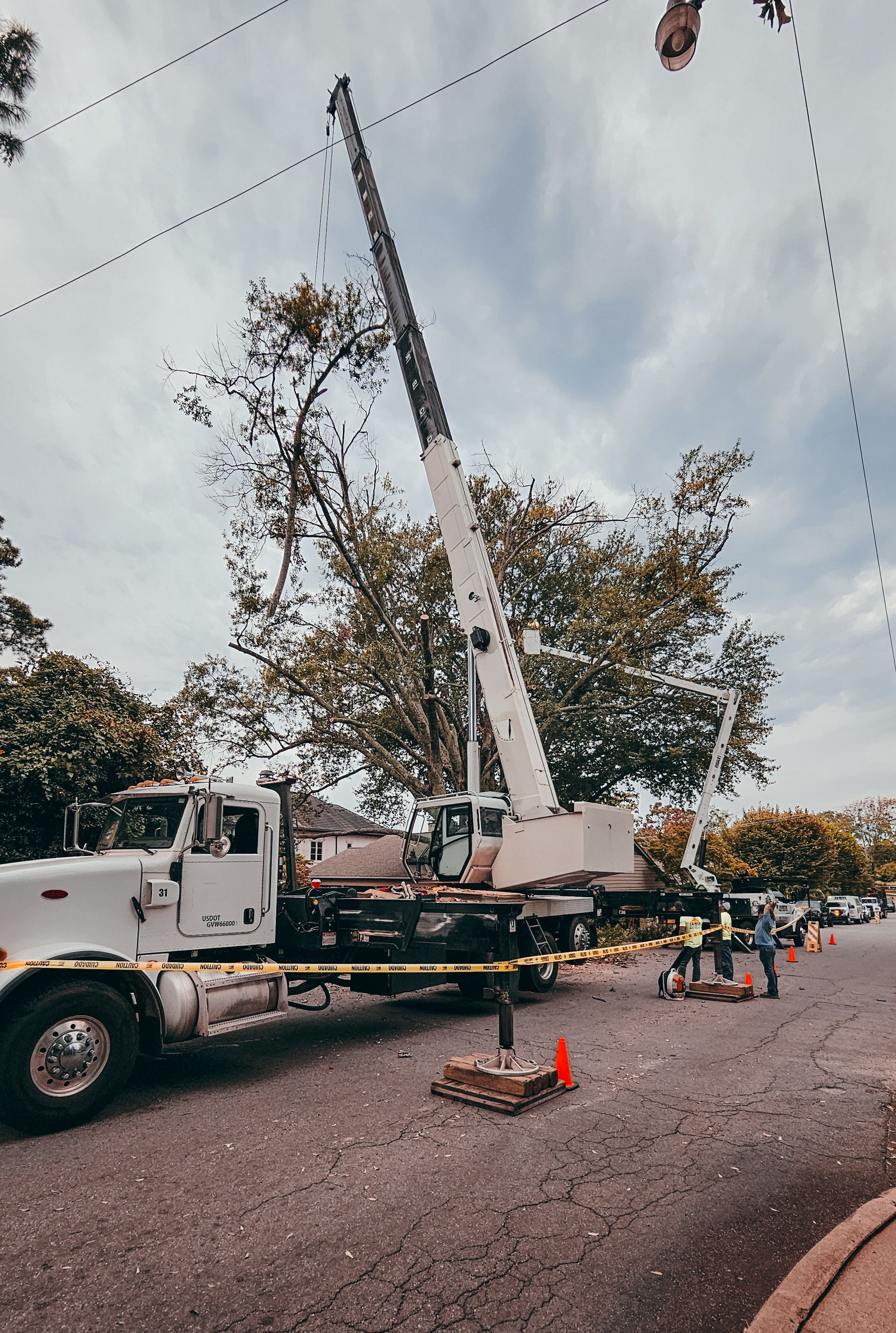 A crane truck trimming a tree on a street; workers and safety cones present.
