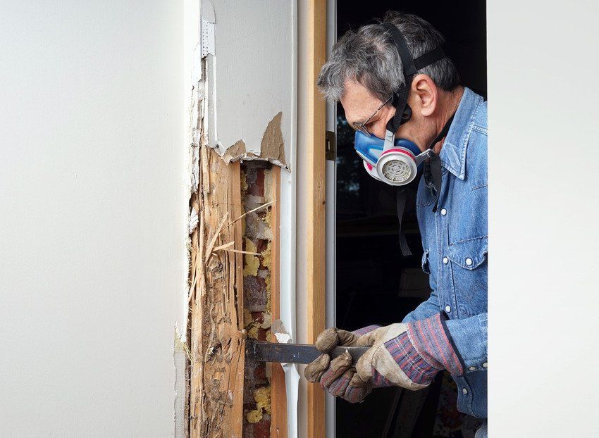 termite damage repair