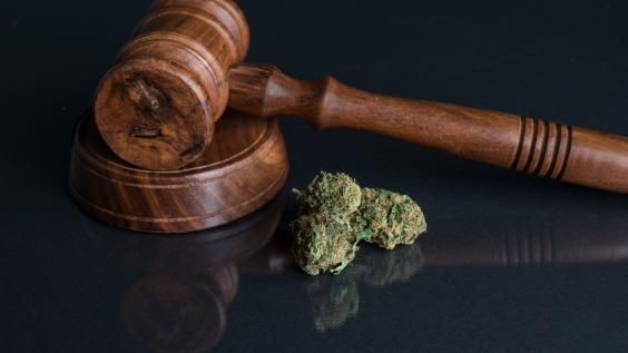 Wooden gavel beside a small pile of cannabis buds on a dark reflective surface.