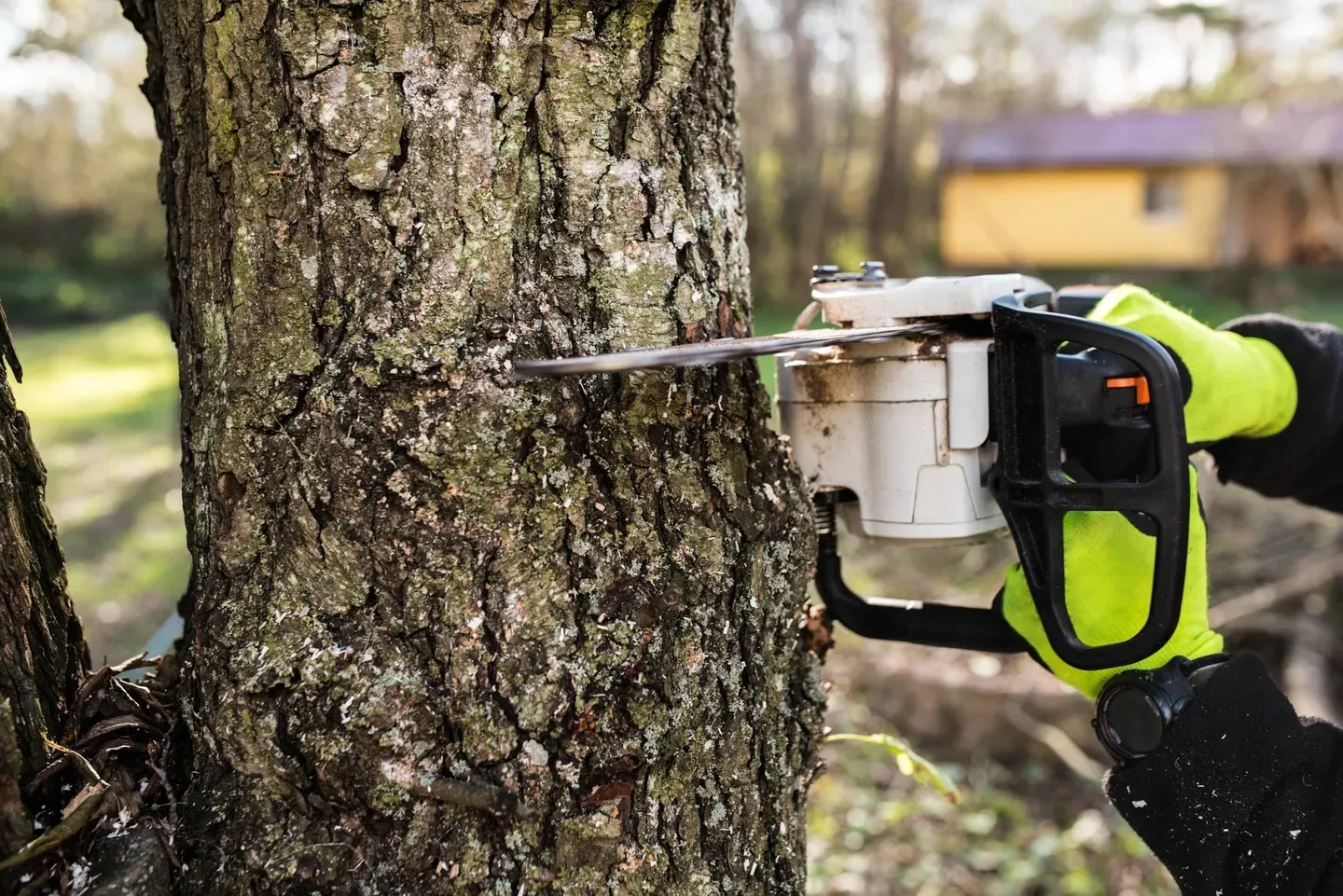 Tree Removal