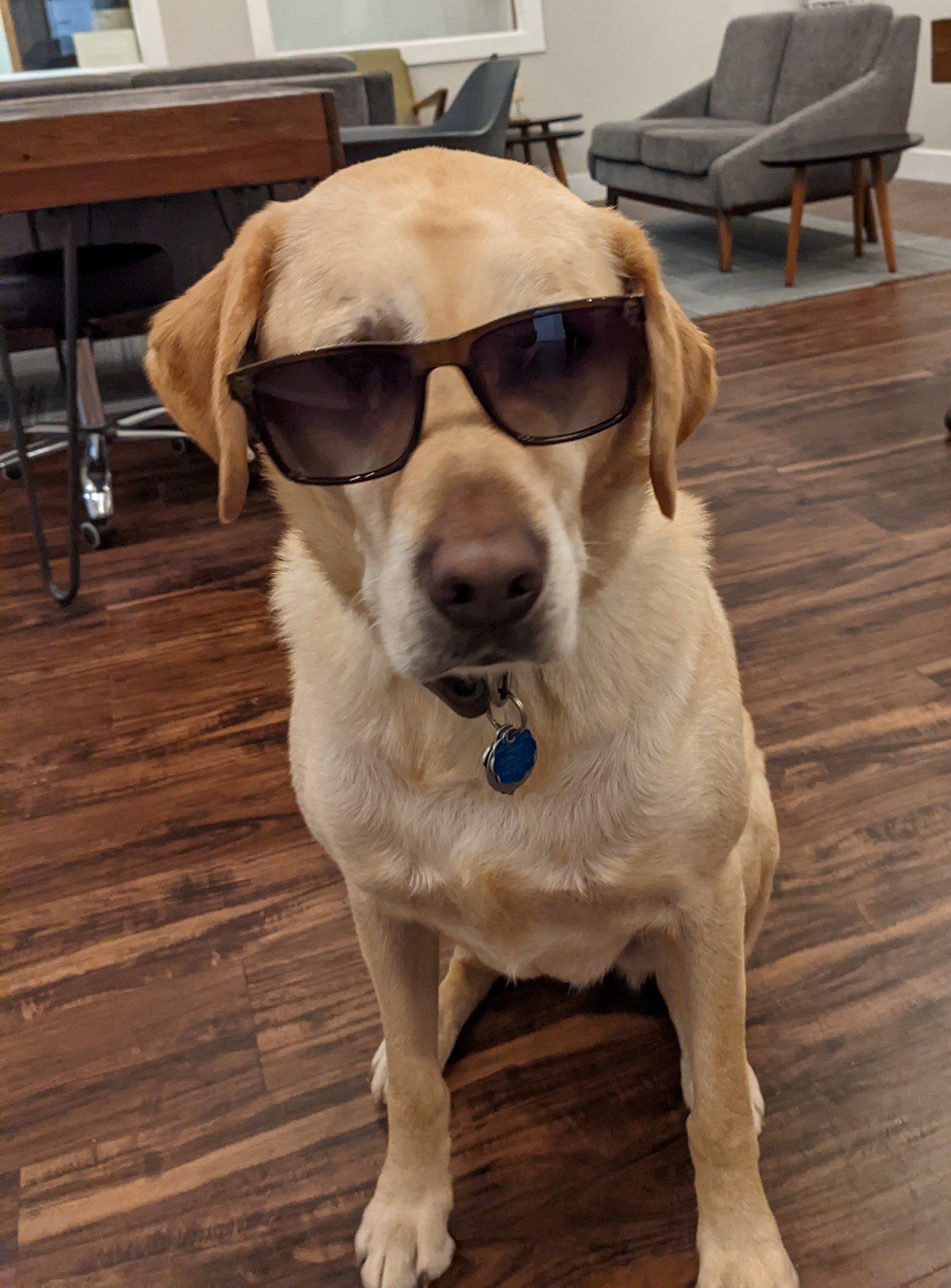 A dog wearing sunglasses is sitting on a wooden floor