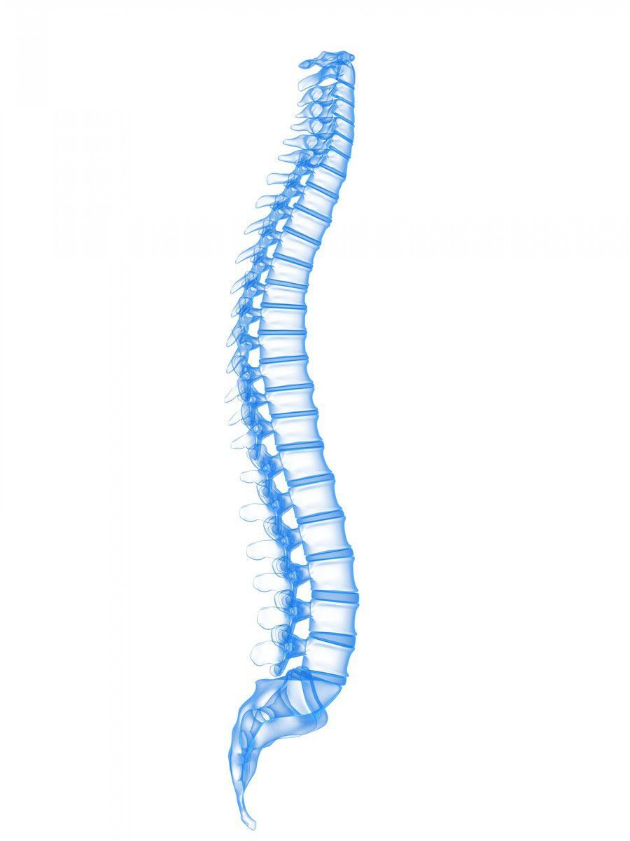 Blue, skeletal illustration of a human spine.