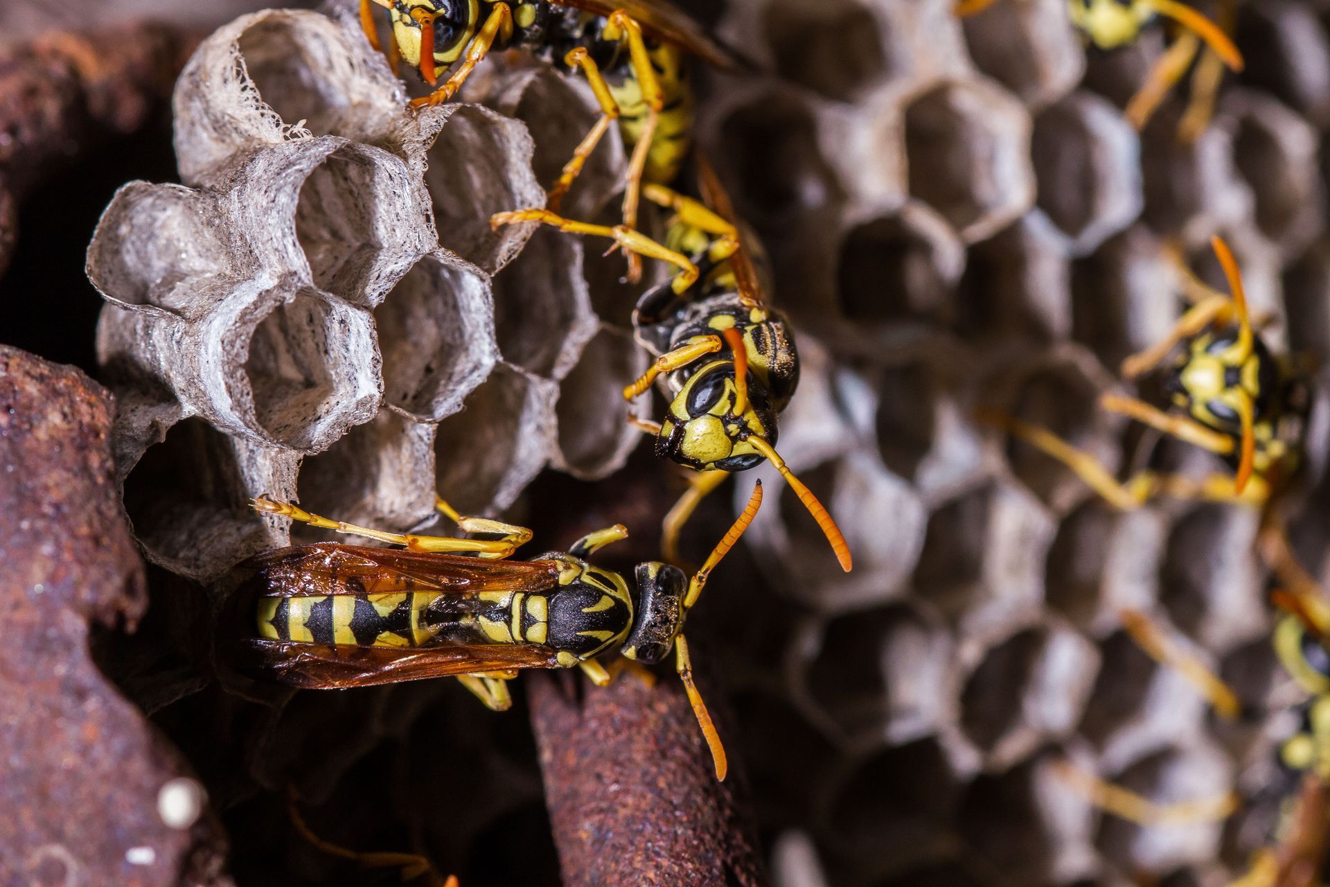 Yellow and black paper wasps tending to a grey honeycomb nest attached to a rough, brown surface.
