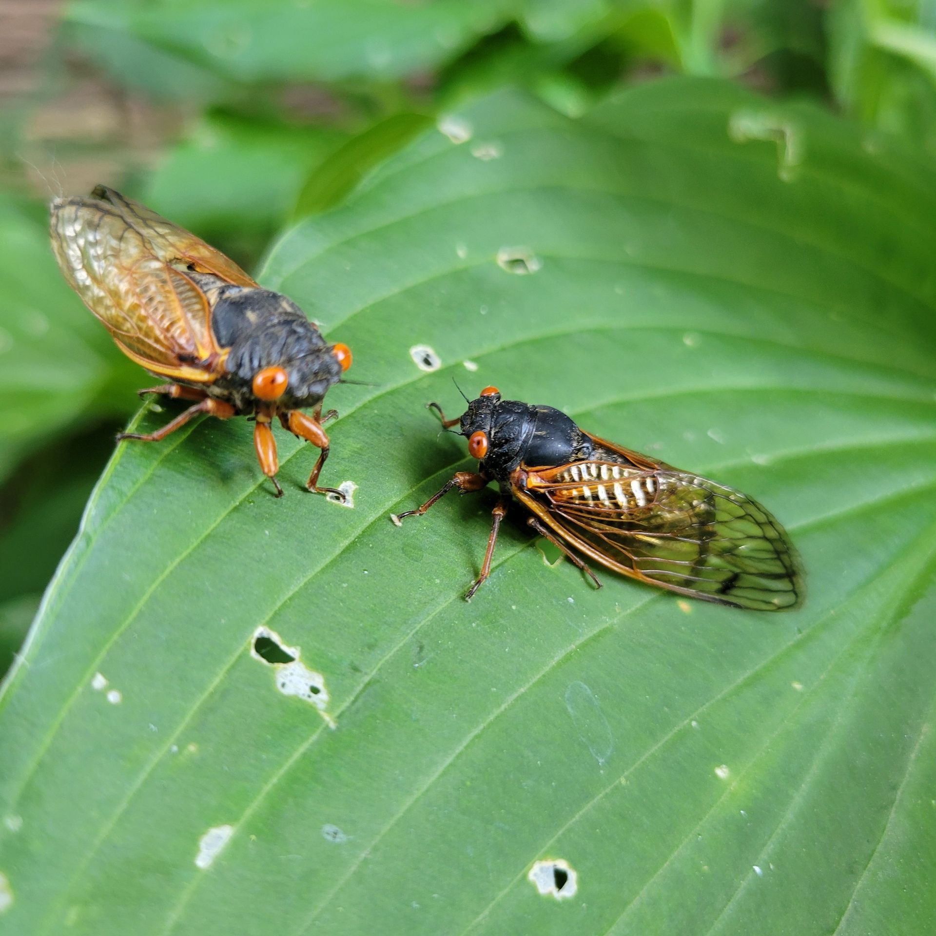 Two cicadas with orange eyes and brown wings rest on a green leaf.
