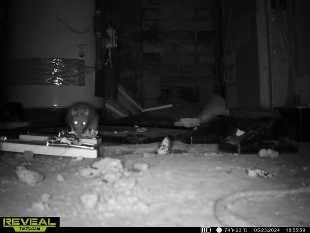 Rat in a dark indoor setting, illuminated by a camera flash.