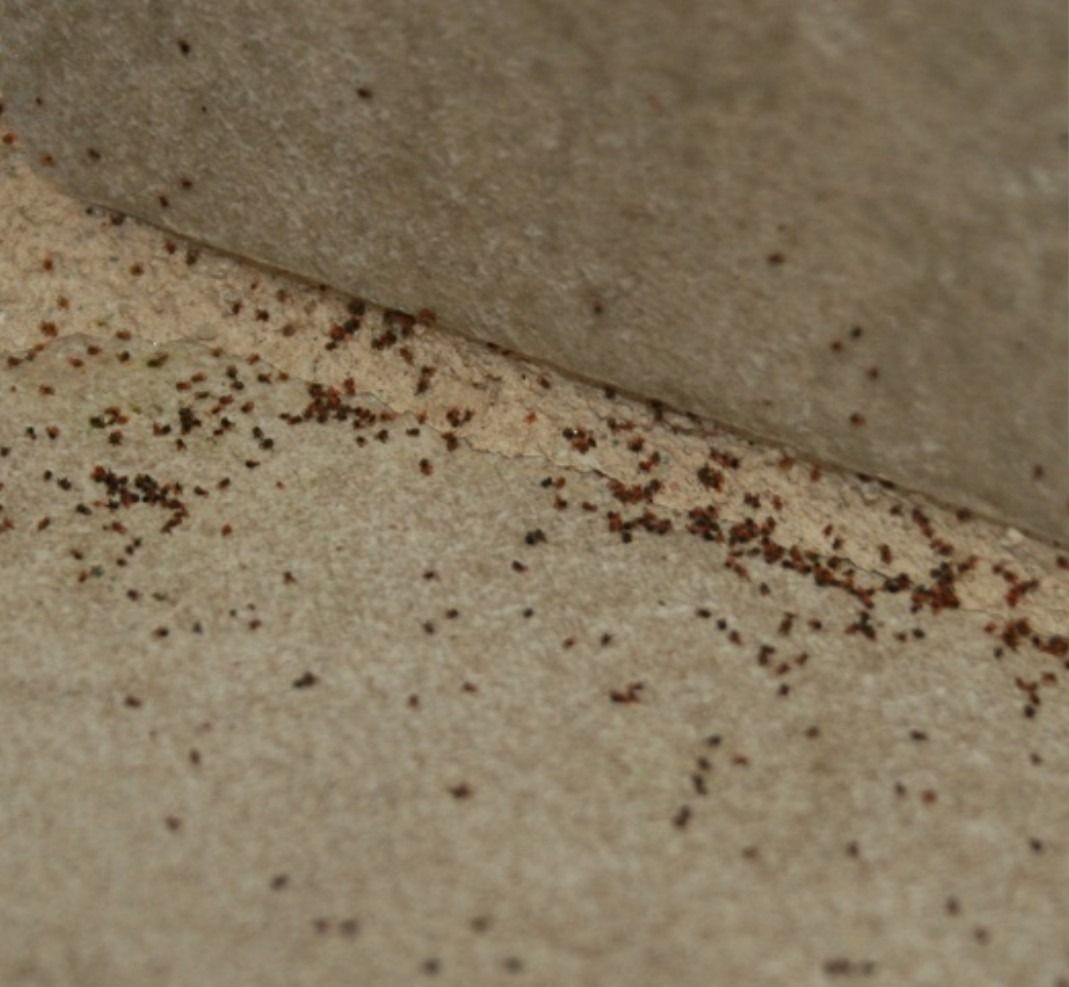 Brown specks clustered on tan surface, likely debris or insect droppings.