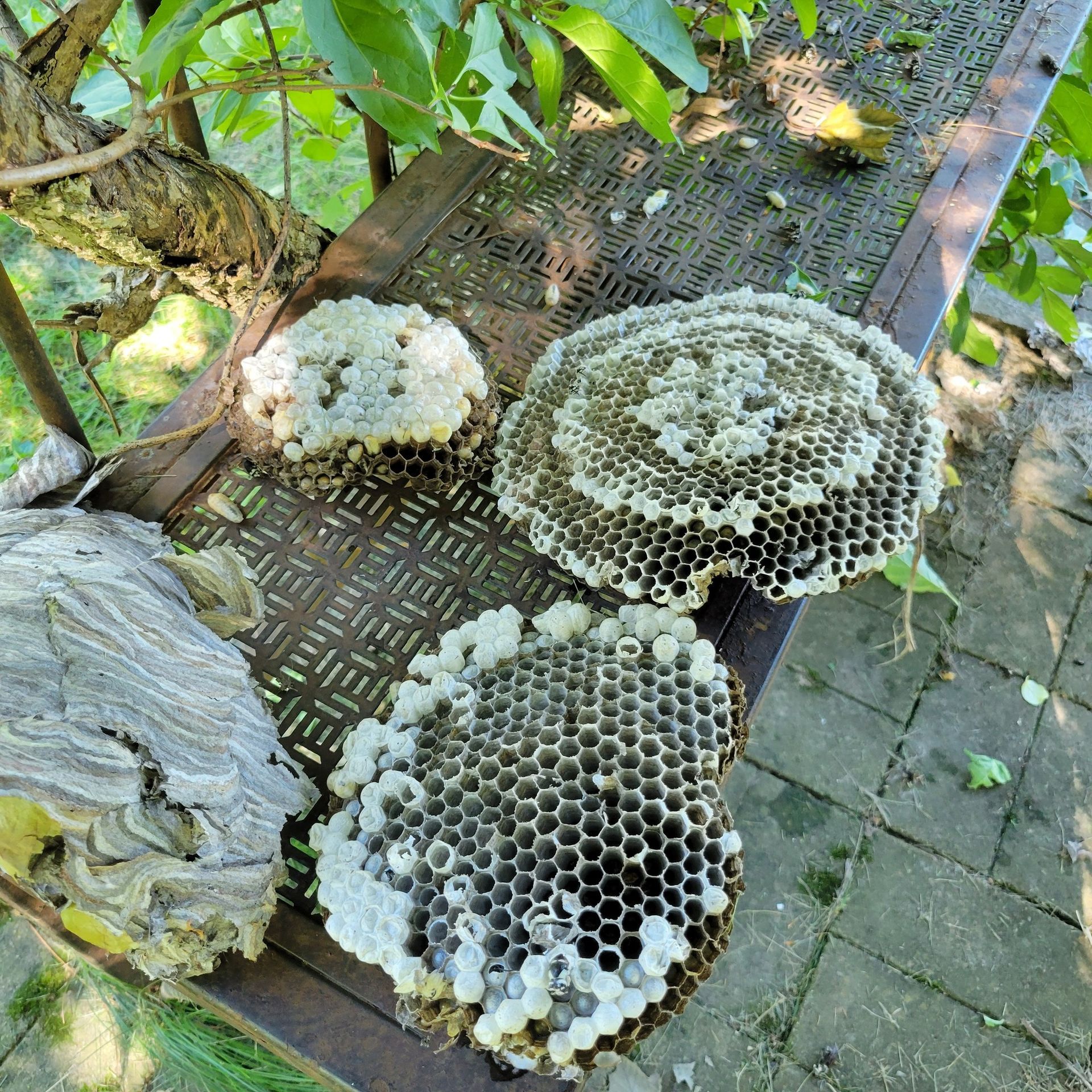 Three abandoned wasp nests on a metal surface, showing honeycomb cells. Green leaves and a brick path are visible.