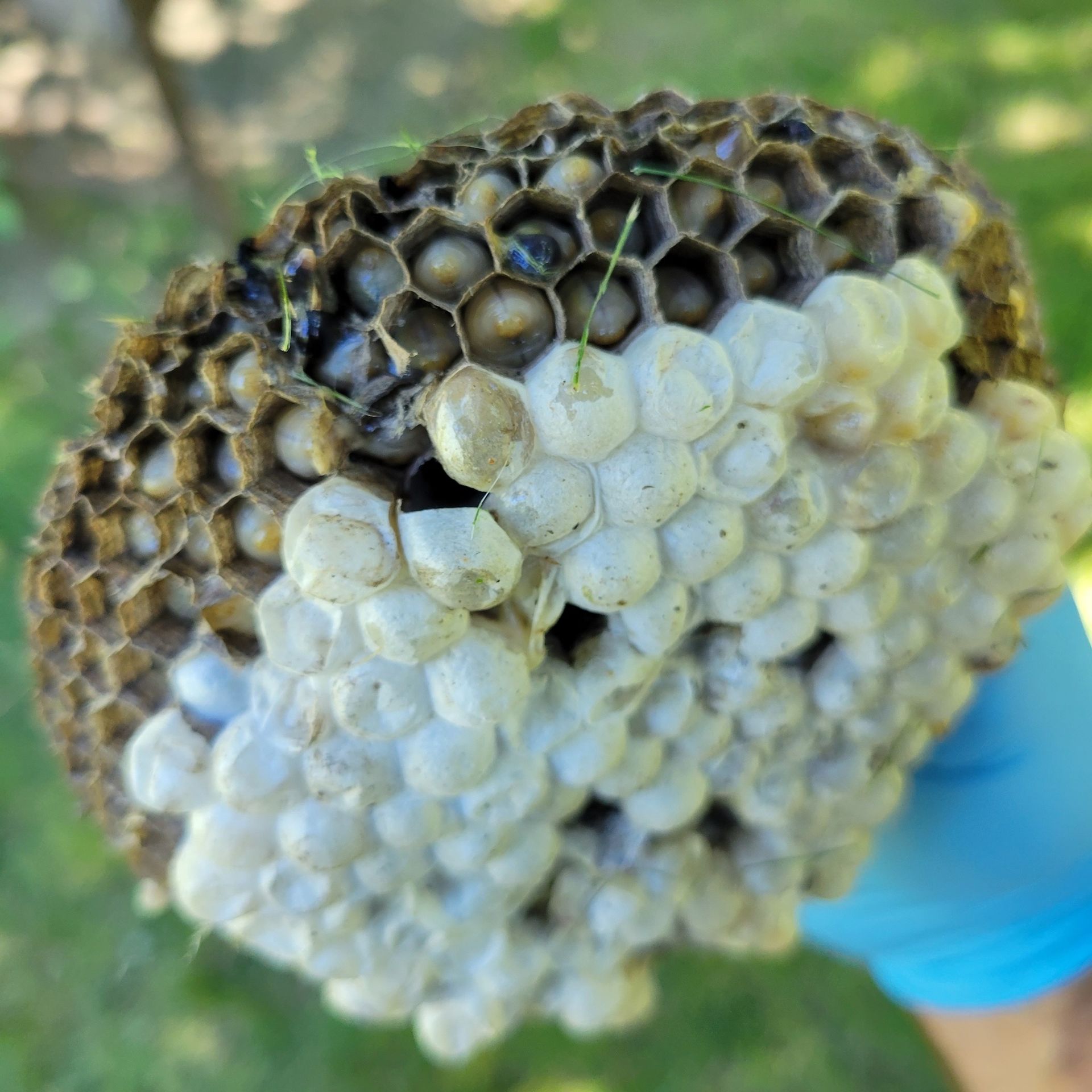 Close-up of a wasp nest, showing honeycomb cells with developing larvae in white sacs.