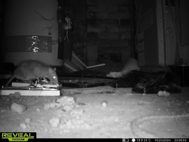A rat near a baited snap trap in a dimly lit indoor setting, possibly a basement.