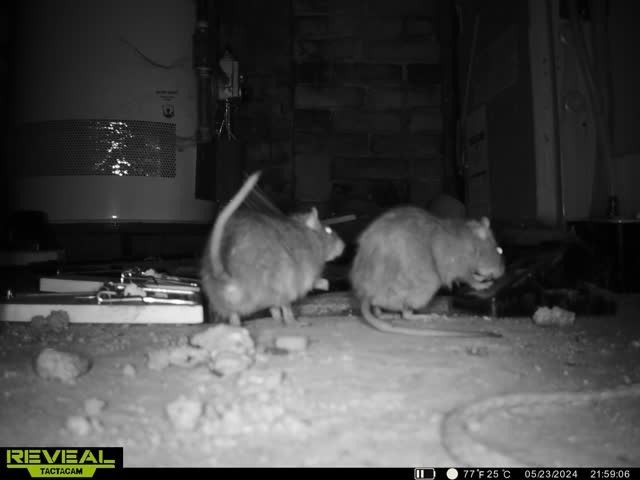 Two rodents in a dark, indoor setting, possibly a shed or garage.