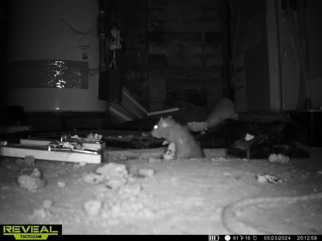 A rat emerges from a hole in a dark, debris-filled room, illuminated by a camera flash.