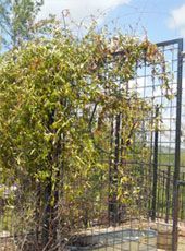 A gate with vine plants