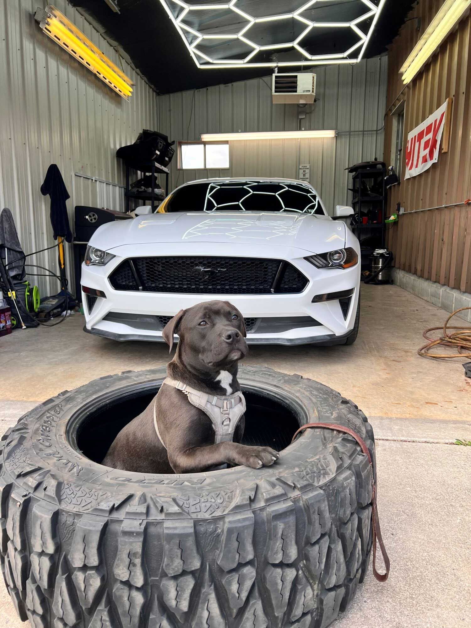 Dog in a tire, parked in front of a white Ford Mustang inside a garage with bright lights.