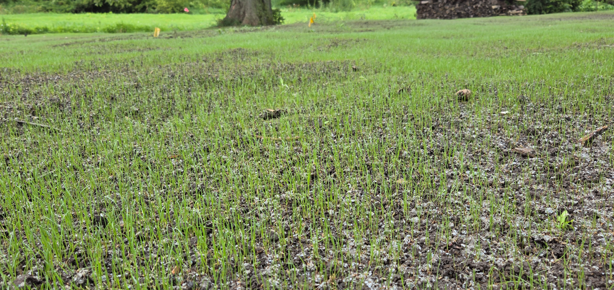 Patchy green field with young sprouts and muddy soil, with a tree in the background