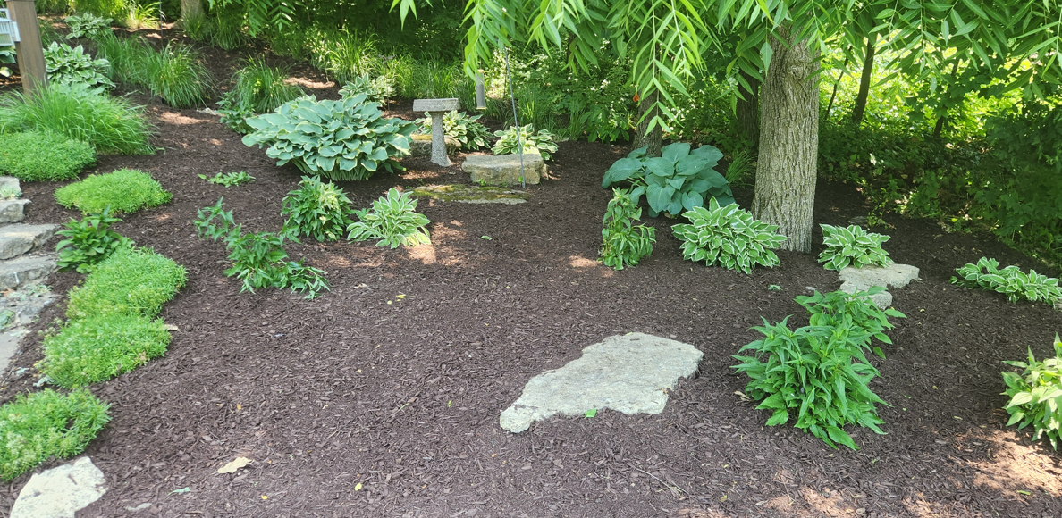 Mulched garden bed with green hostas and other plants beside a tree