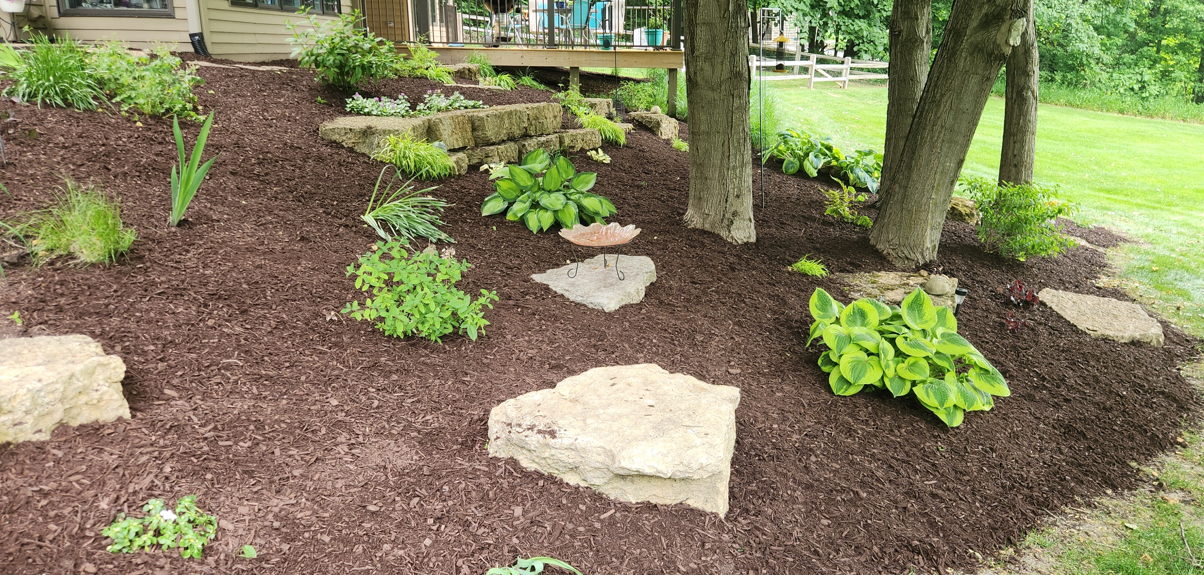Mulched landscape bed with hostas, stepping stones, and trees in a green yard