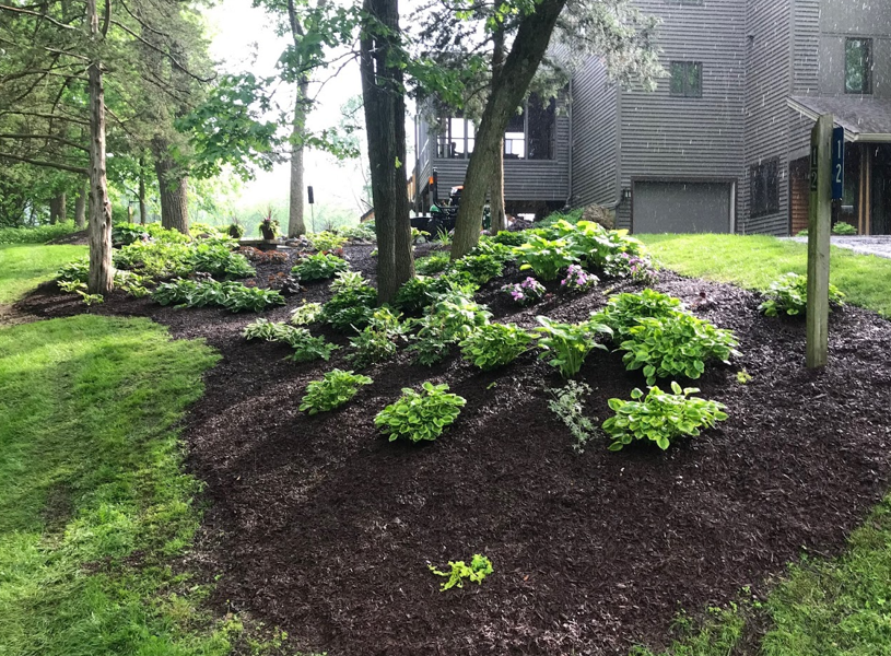Landscaped garden with mulch beds, green shrubs, trees, and a building in the background