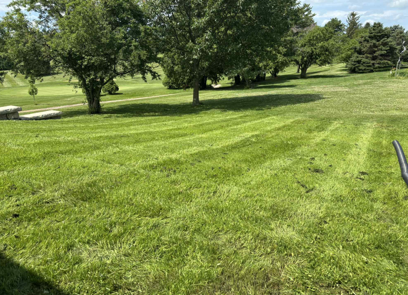 Sunny green park lawn with scattered trees and a large rock on the left