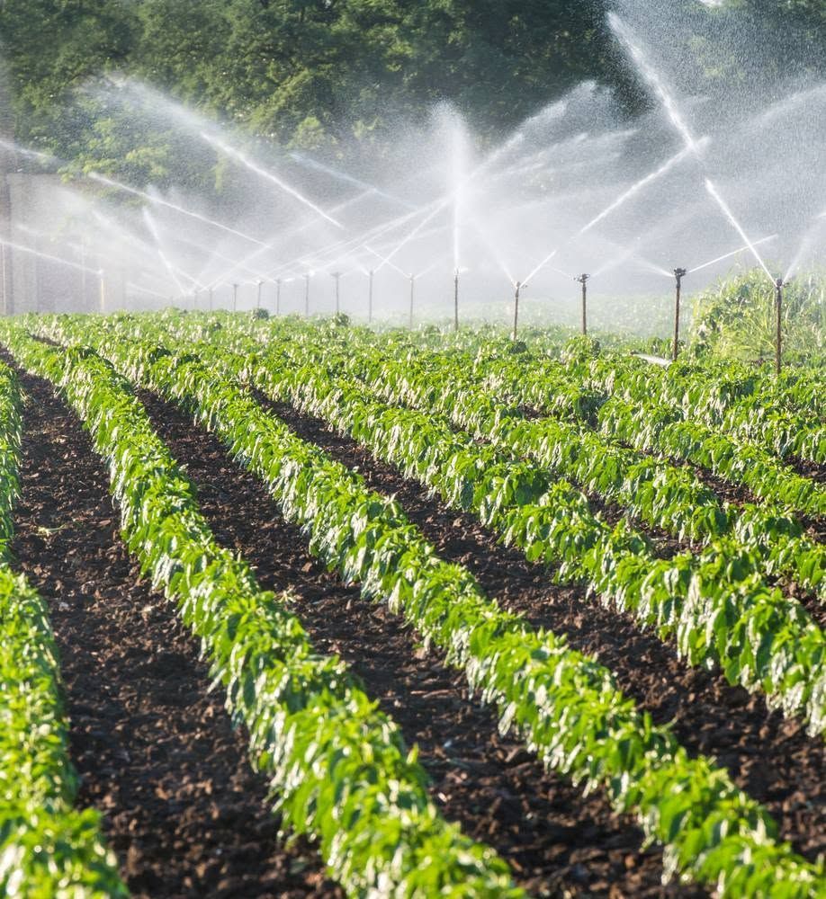 Irrigated green crop rows in a field with sprinklers spraying water in the background