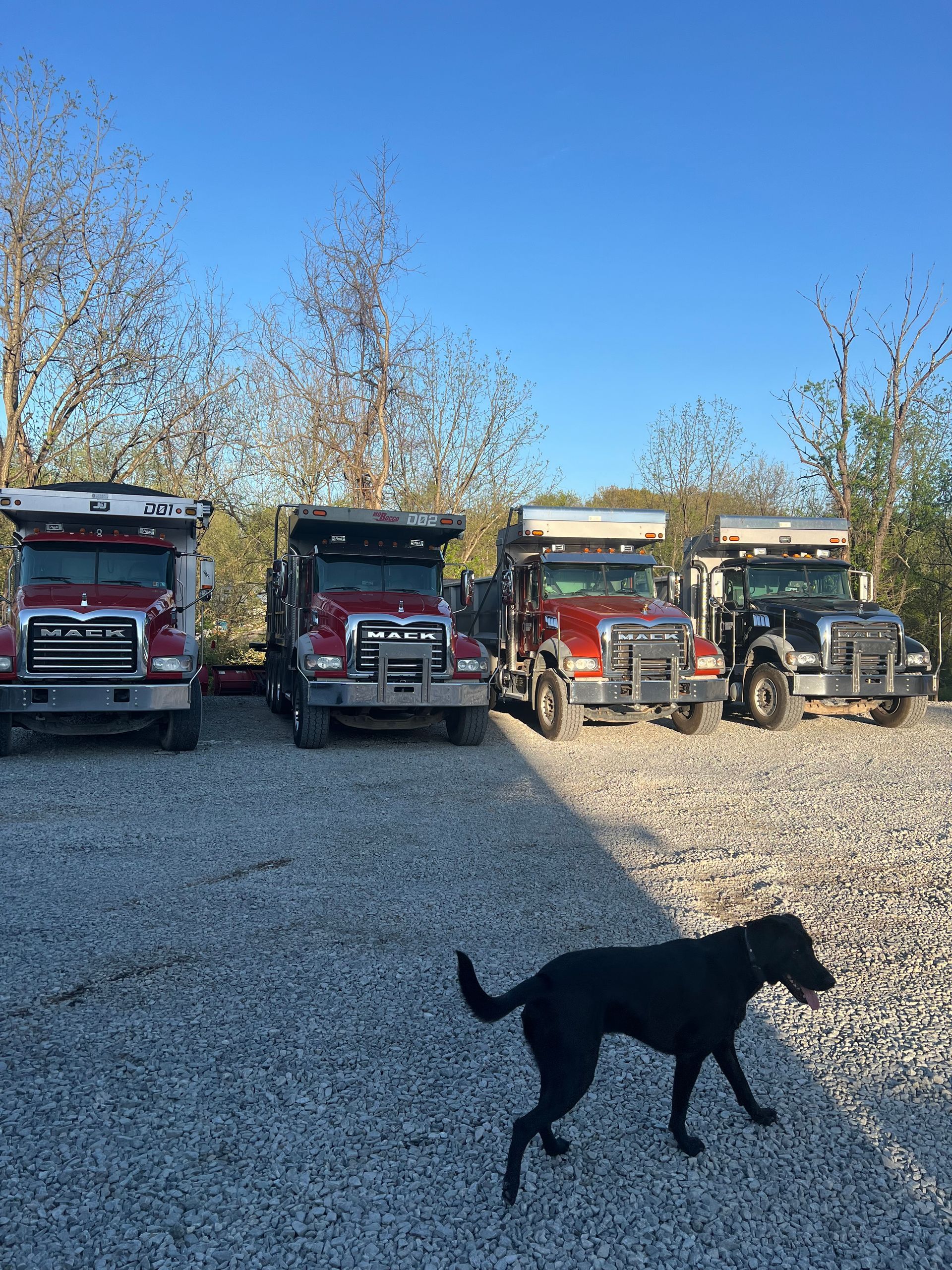 A black dog is standing in front of a row of trucks.