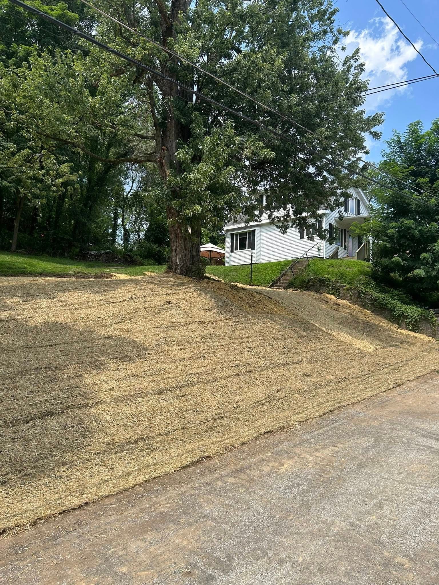 A hillside covered in straw with a large tree and a house in the background on a sunny day.
