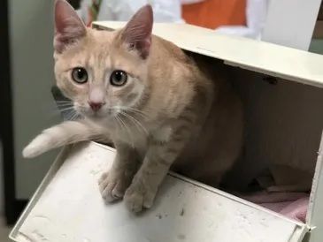 Curious orange tabby kitten peeking out of a cardboard box