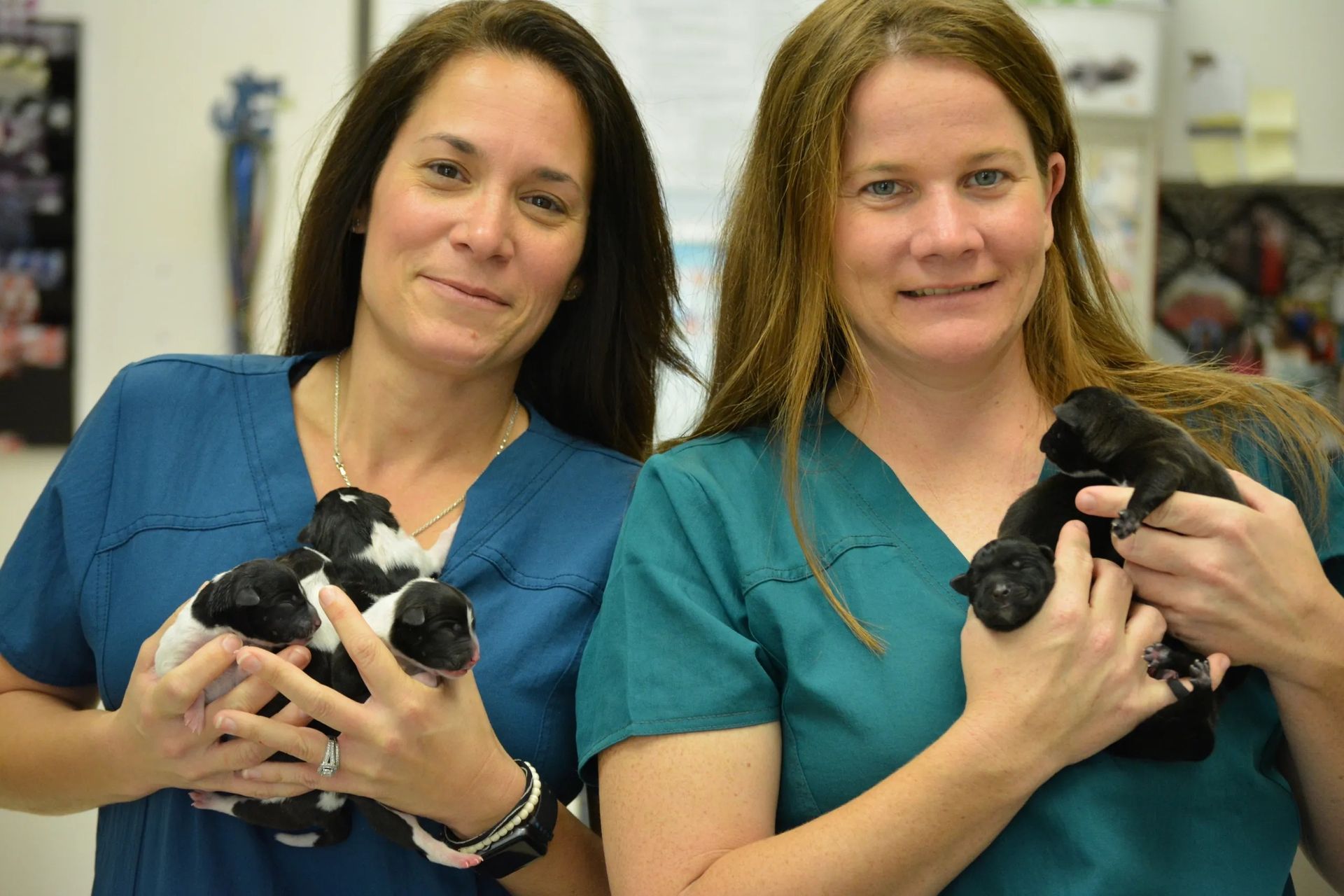 Two people in scrubs holding black-and-white and black kittens in a clinic setting
