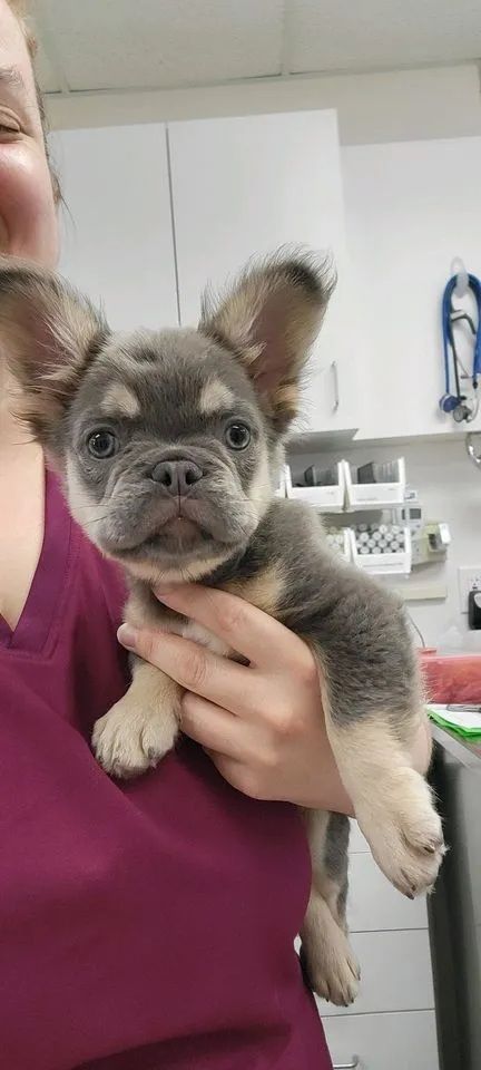 Small gray French Bulldog puppy being held indoors by a person in a magenta shirt