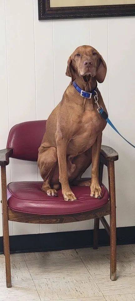 Brown dog sitting on a maroon chair indoors, wearing a blue collar and leash.