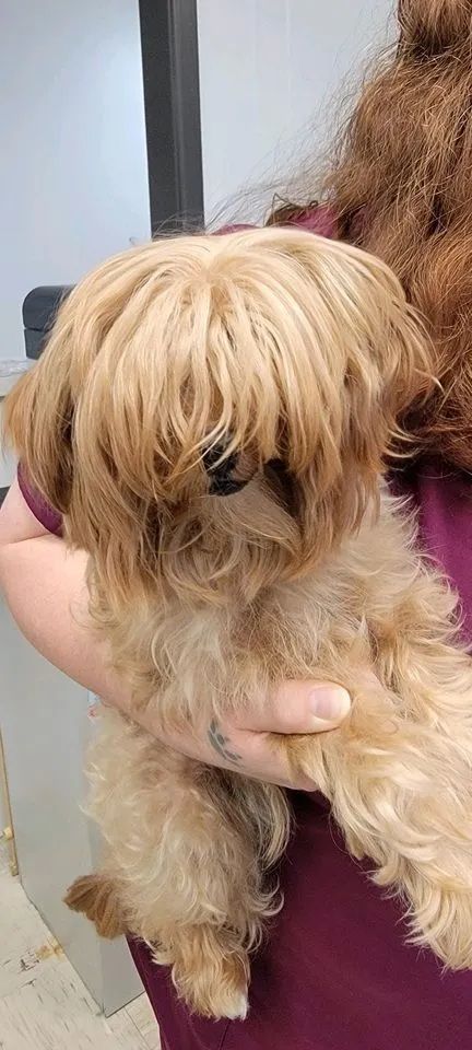 Small tan shaggy dog being held, with long hair covering its face.