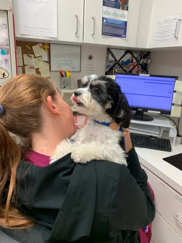 Woman holding a black-and-white dog in a veterinary office, facing a computer monitor